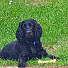 dog, black_dog, grass, lawn, outdoor, pet, animal, bone, relaxed, curly_fur, collar, canine, nature, daylight, greenery, resting, mammal, park, summer, friendly