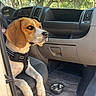 Nala participe au concours pour gagner de l'argent avec cette photo : animal, beagle, calm, canine, car_interior, daylight, dog, dog_bowl, greenery, harness, indoor_outdoor, looking_out, mat, open_door, pet, resting, seat, trees, vehicle, window