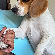 Nala participe au concours pour gagner de l'argent avec cette photo : animal, arm, beagle, brown, calm, casual, dog, friendship, fur, gentle, hand, human, indoor, lap, pet, resting, ring, spotted, tattoo, white
