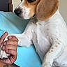 animal, arm, beagle, brown, calm, casual, dog, friendship, fur, gentle, hand, human, indoor, lap, pet, resting, ring, spotted, tattoo, white