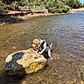 Nala a rejoint le concours — aidez-le/la à gagner de superbes lots ! adventure, animal, beagle, canine, daytime, dog, forest, grass, leash, nature, outdoor, person, playing, puppy, rock, shallow_water, summer, sunny, trees, water