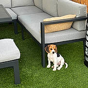 Nala a rejoint le concours — aidez-le/la à gagner de superbes lots ! puppy, beagle, dog, grass, outdoor, sofa, cushion, modern_furniture, pet, small_dog, black_white_brown, seated, curious, yard, patio, relaxation, home, daylight, cute, animal