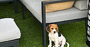 Nala a rejoint le concours — aidez-le/la à gagner de superbes lots ! animal, beagle, black_white_brown, curious, cushion, cute, daylight, dog, grass, home, modern_furniture, outdoor, patio, pet, puppy, relaxation, seated, small_dog, sofa, yard