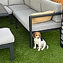puppy, beagle, dog, grass, outdoor, sofa, cushion, modern_furniture, pet, small_dog, black_white_brown, seated, curious, yard, patio, relaxation, home, daylight, cute, animal