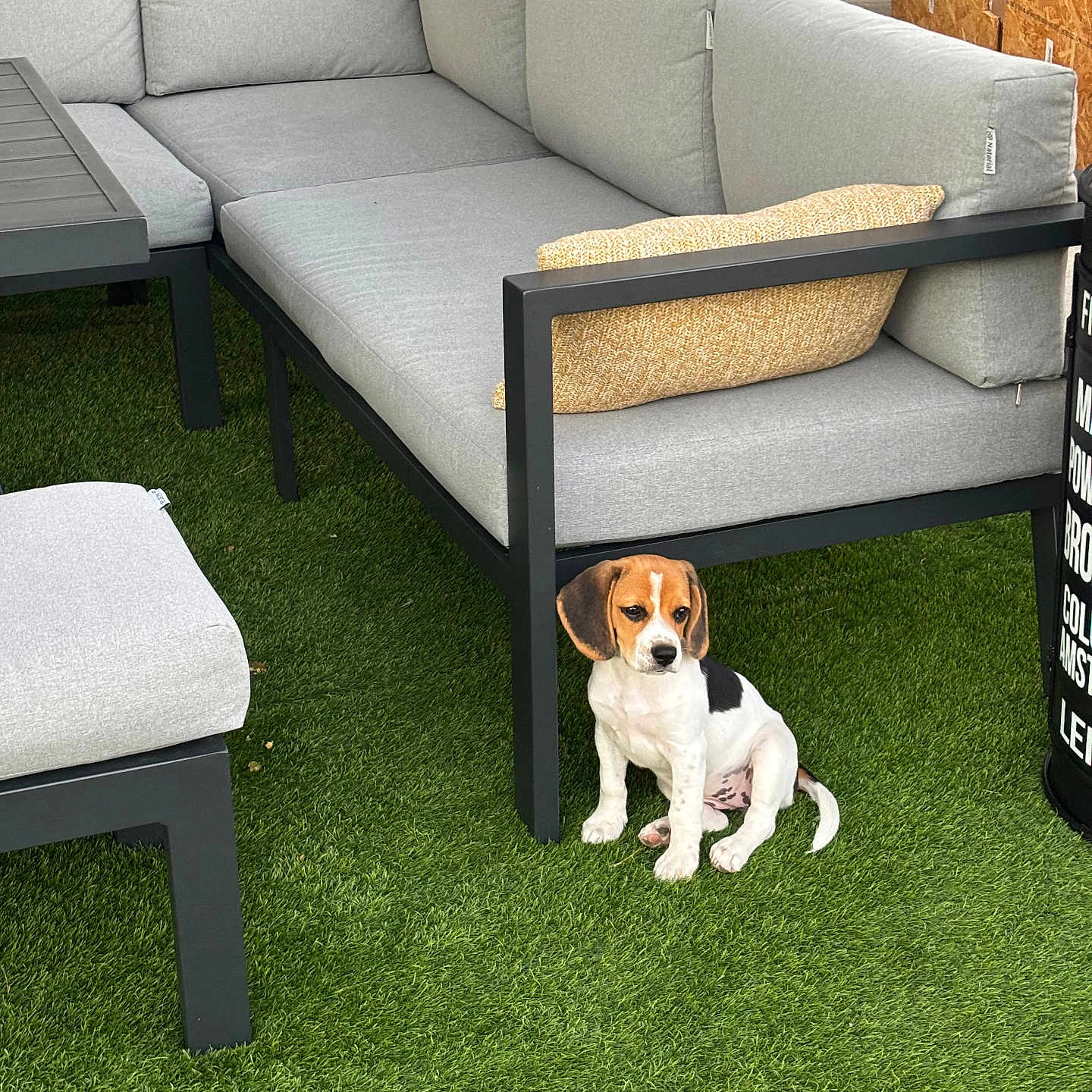 Nala a rejoint le concours — aidez-le/la à gagner de superbes lots ! animal, beagle, black_white_brown, curious, cushion, cute, daylight, dog, grass, home, modern_furniture, outdoor, patio, pet, puppy, relaxation, seated, small_dog, sofa, yard