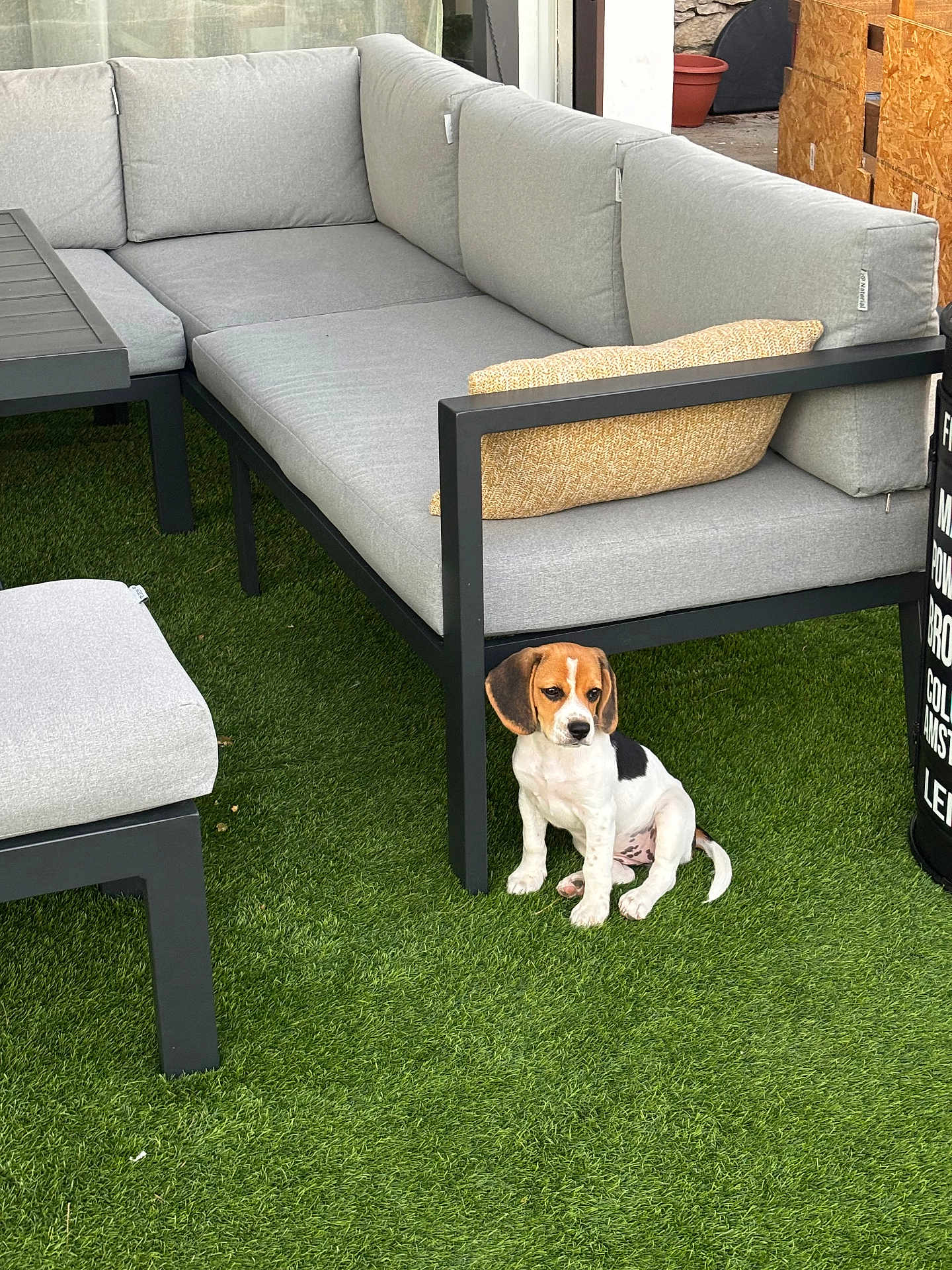 Nala a rejoint le concours — aidez-le/la à gagner de superbes lots ! puppy, beagle, dog, grass, outdoor, sofa, cushion, modern_furniture, pet, small_dog, black_white_brown, seated, curious, yard, patio, relaxation, home, daylight, cute, animal