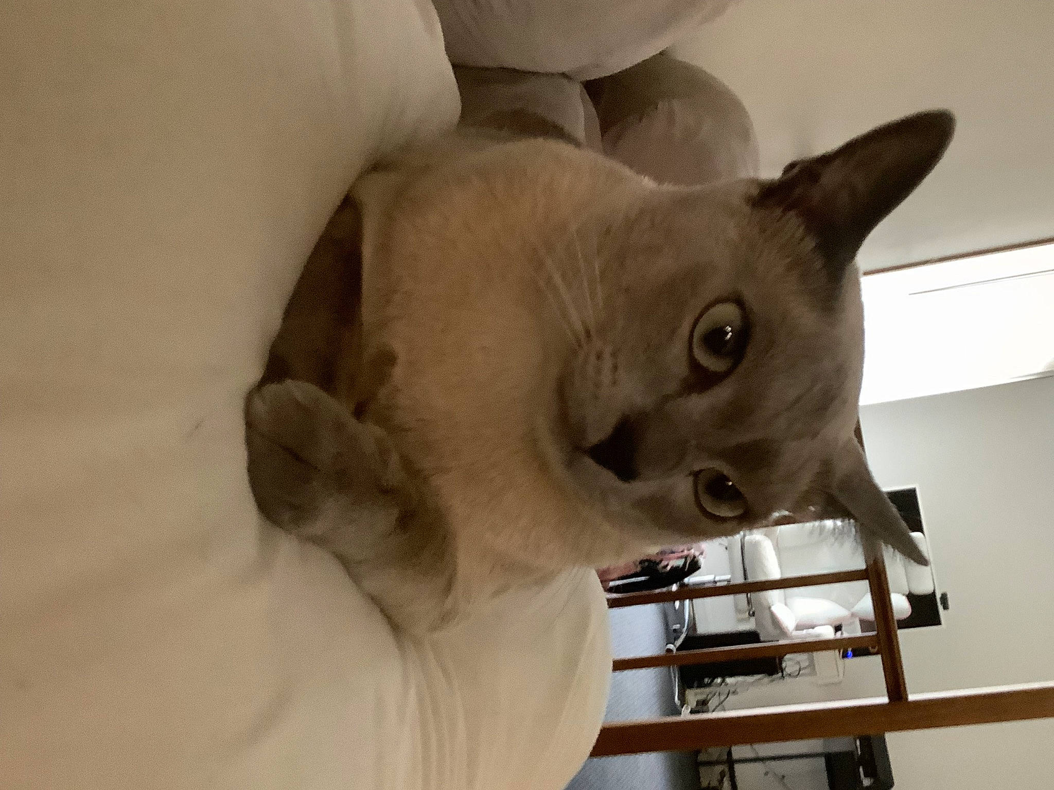 Leo is registered to the contest to win money with this photo: carnivore, cat, comfort, dog_breed, ear, eye, fawn, felidae, fur, head, small_to_medium_sized_cats, snout, tail, terrestrial_animal, whiskers, working_animal