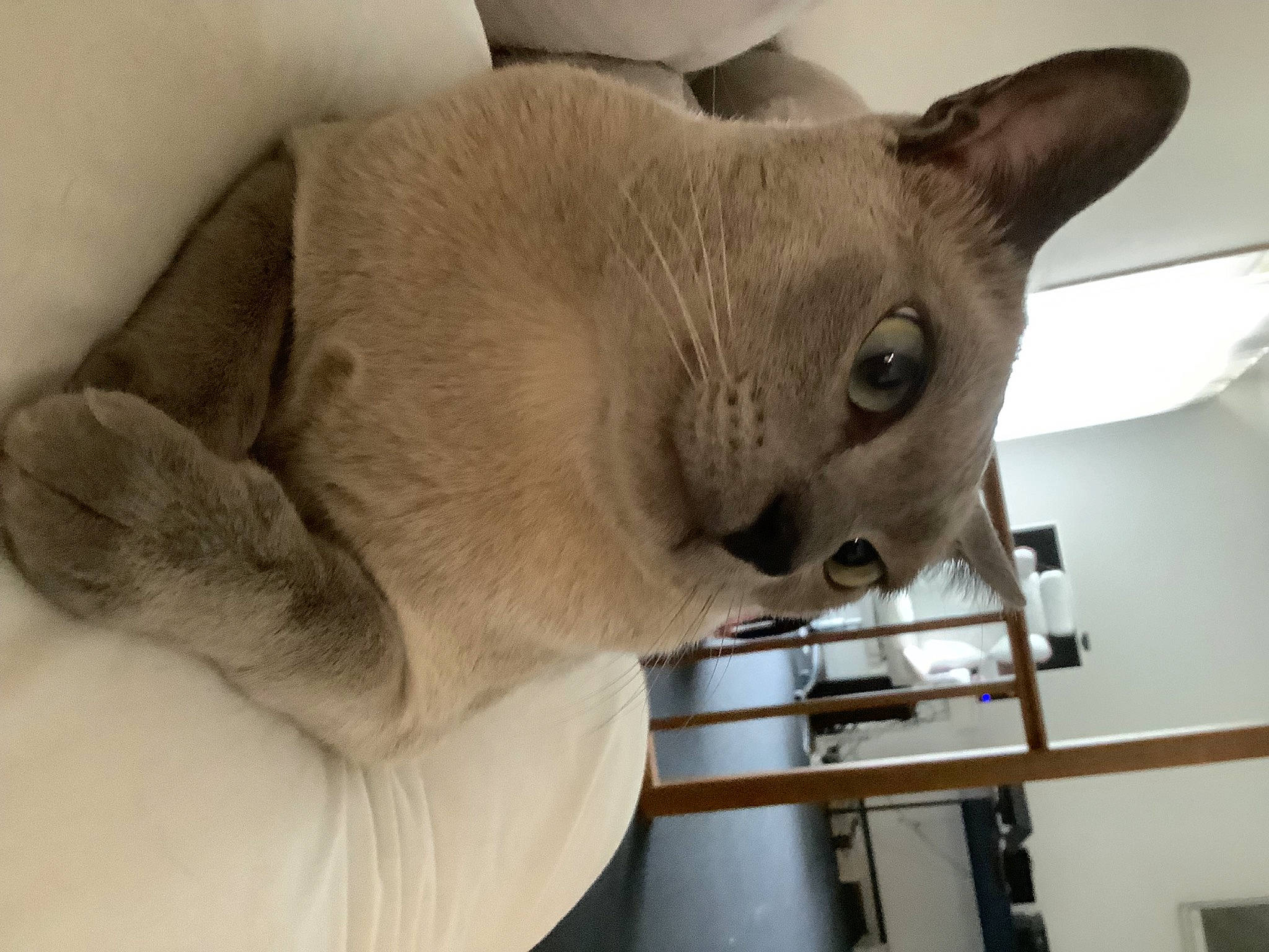 Leo joined the competition — help win amazing prizes! balinese, carnivore, cat, collar, comfort, curious, domestic_short_haired_cat, ear, fawn, felidae, fur, siamese, small_to_medium_sized_cats, snout, terrestrial_animal, whiskers
