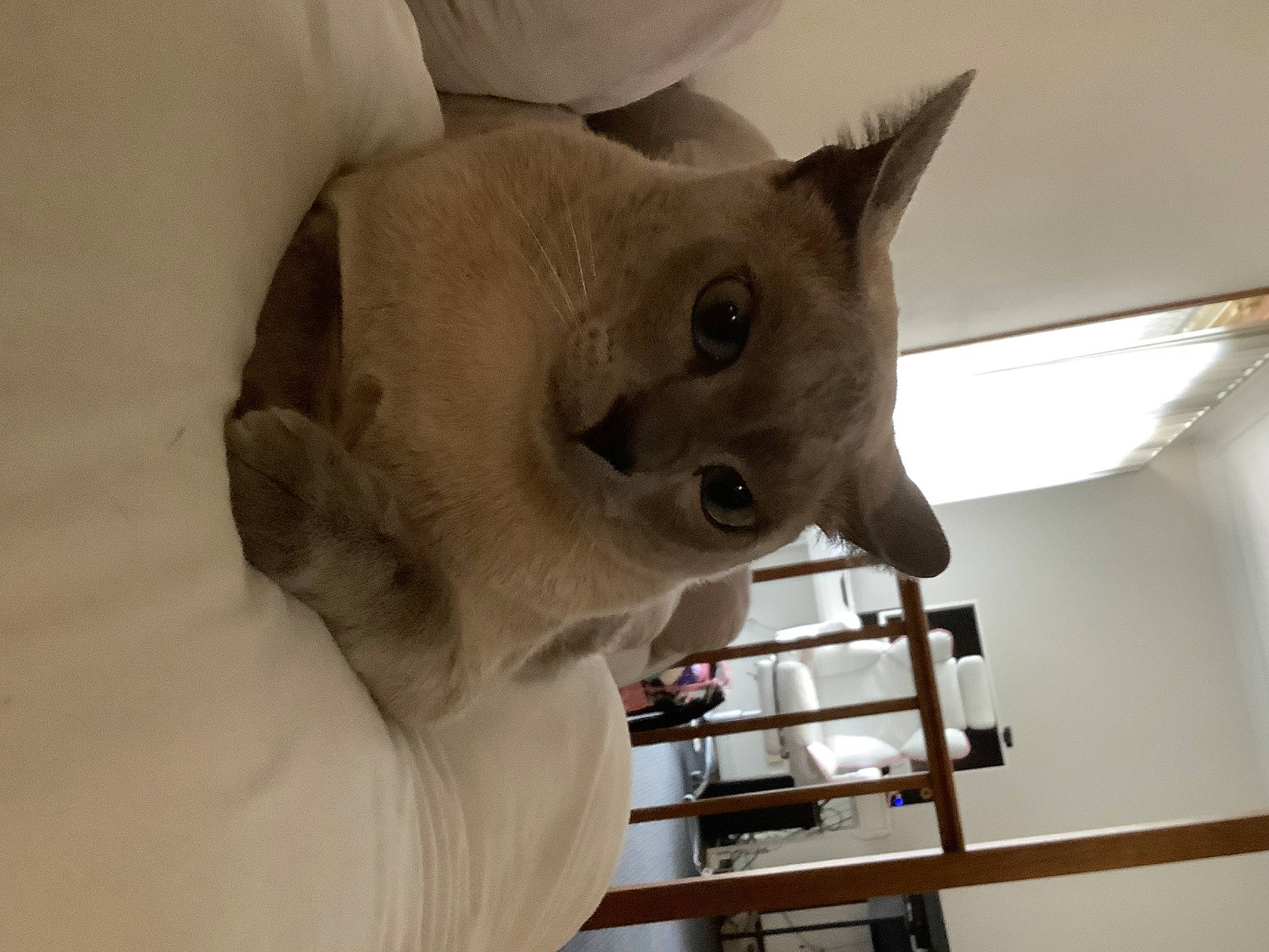 Leo is registered to the contest to win money with this photo: carnivore, cat, cat_supply, domestic_short_haired_cat, ear, fawn, felidae, fur, ladder, pet_supply, shelf, siamese, small_to_medium_sized_cats, snout, whiskers