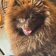 Choco a rejoint le concours — aidez-le/la à gagner de superbes lots ! animal, brown, closeup, cute, dog, expression, eyes, face, fluffy, fur, fur_texture, happy, indoor, mammal, nose, pet, portrait, resting, small_dog, tongue_out