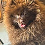 animal, brown, closeup, cute, dog, expression, eyes, face, fluffy, fur, fur_texture, happy, indoor, mammal, nose, pet, portrait, resting, small_dog, tongue_out