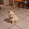 Rocky participe au concours pour gagner de l'argent avec cette photo : puppy, dog, white, blue_eyes, indoor, tile_floor, chair, orange, pet, young, small, cute, floor, furniture, collar, animal, domestic, sitting, home, curious