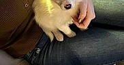 Rocky participe au concours pour gagner de l'argent avec cette photo : puppy, dog, white_dog, blue_eyes, person, lap, jeans, brown_top, couch, chair, furniture, indoor, cozy, pet, cute, small_dog, warm_lighting, hand, sitting, fur