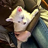 Rocky a rejoint le concours — aidez-le/la à gagner de superbes lots ! puppy, dog, white, fluffy, pet, animal, person, arms, holding, clothing, sweater, jeans, chair, blanket, indoor, cozy, curious, seated, casual, home