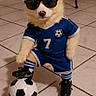 Rocky a rejoint le concours — aidez-le/la à gagner de superbes lots ! animal, blue_jersey, costume, cute, dog, footwear, funny, indoor, pet, pet_clothing, playful, posing, small_dog, soccer_ball, sportswear, striped_socks, sunglasses, tiled_floor, toy, white_fur