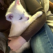 Rocky a rejoint le concours — aidez-le/la à gagner de superbes lots ! puppy, dog, white, blue_eyes, fur, person, arm, sweater, brown, jeans, holding, indoor, cozy, cute, pet, animal, comfort, warm, snuggle, relax