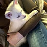 puppy, dog, white, blue_eyes, fur, person, arm, sweater, brown, jeans, holding, indoor, cozy, cute, pet, animal, comfort, warm, snuggle, relax