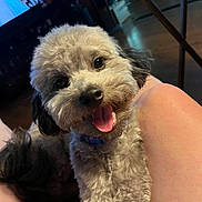 Johnny is registered to the contest to win money with this photo: dog, pet, happy, smiling, curly_fur, indoor, legs, person, cozy, home, furniture, table, wood_floor, collar, close_up, cute, animal, companion, relaxed, tongue_out