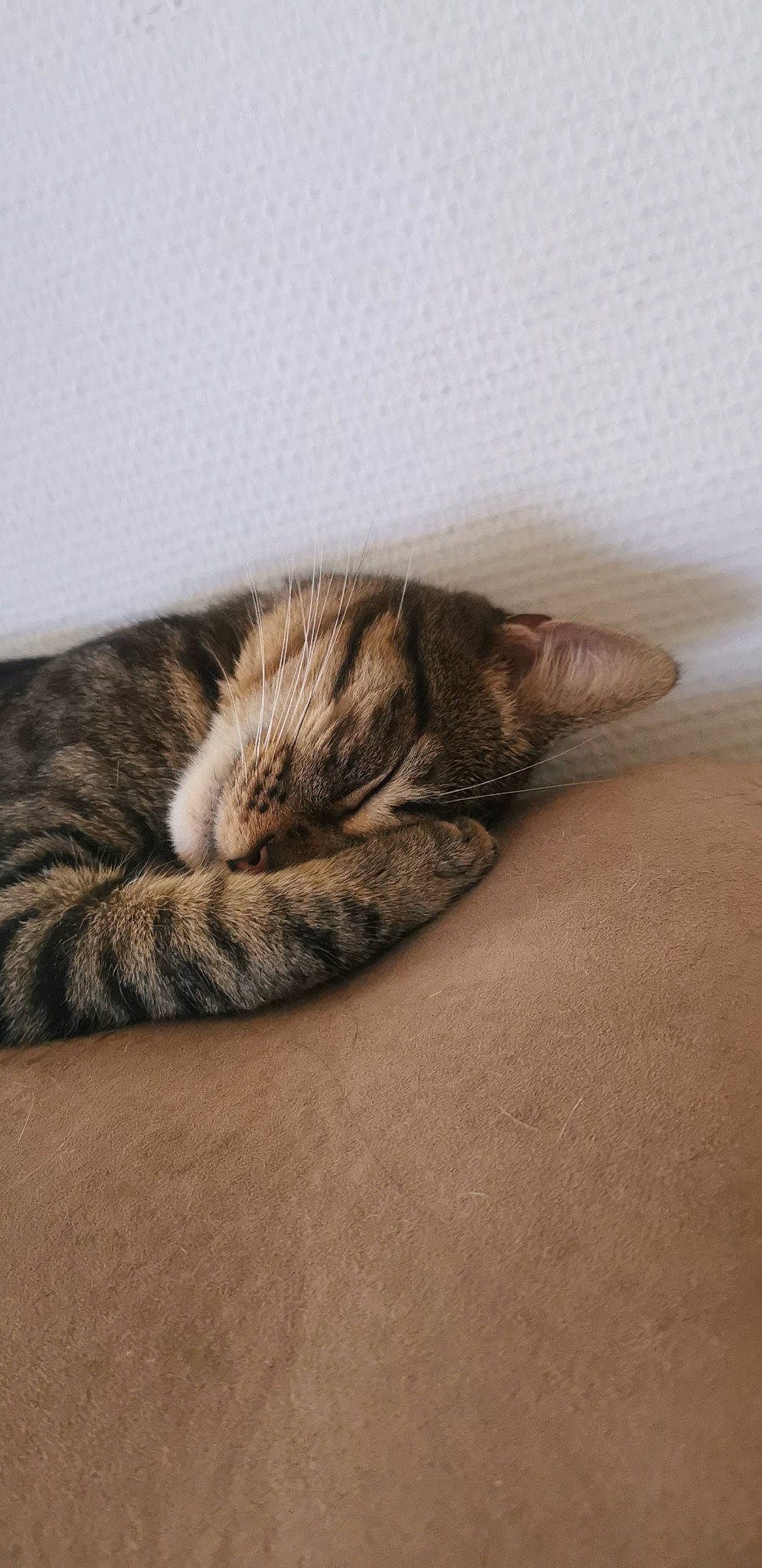 Réglisse participe au concours pour gagner de l'argent avec cette photo : carnivore, cat, claw, comfort, domestic_short_haired_cat, fawn, felidae, flooring, fur, grey, hardwood, nap, paw, sand, sleep, small_to_medium_sized_cats, tail, terrestrial_animal, whiskers, wood