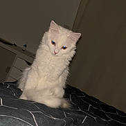 Opale a rejoint le concours — aidez-le/la à gagner de superbes lots ! cat, white_cat, fluffy, indoor, bed, bedspread, pattern, furniture, curious, pet, animal, domestic_animal, cozy, resting, looking_down, room, wall, night, soft_lighting, cute