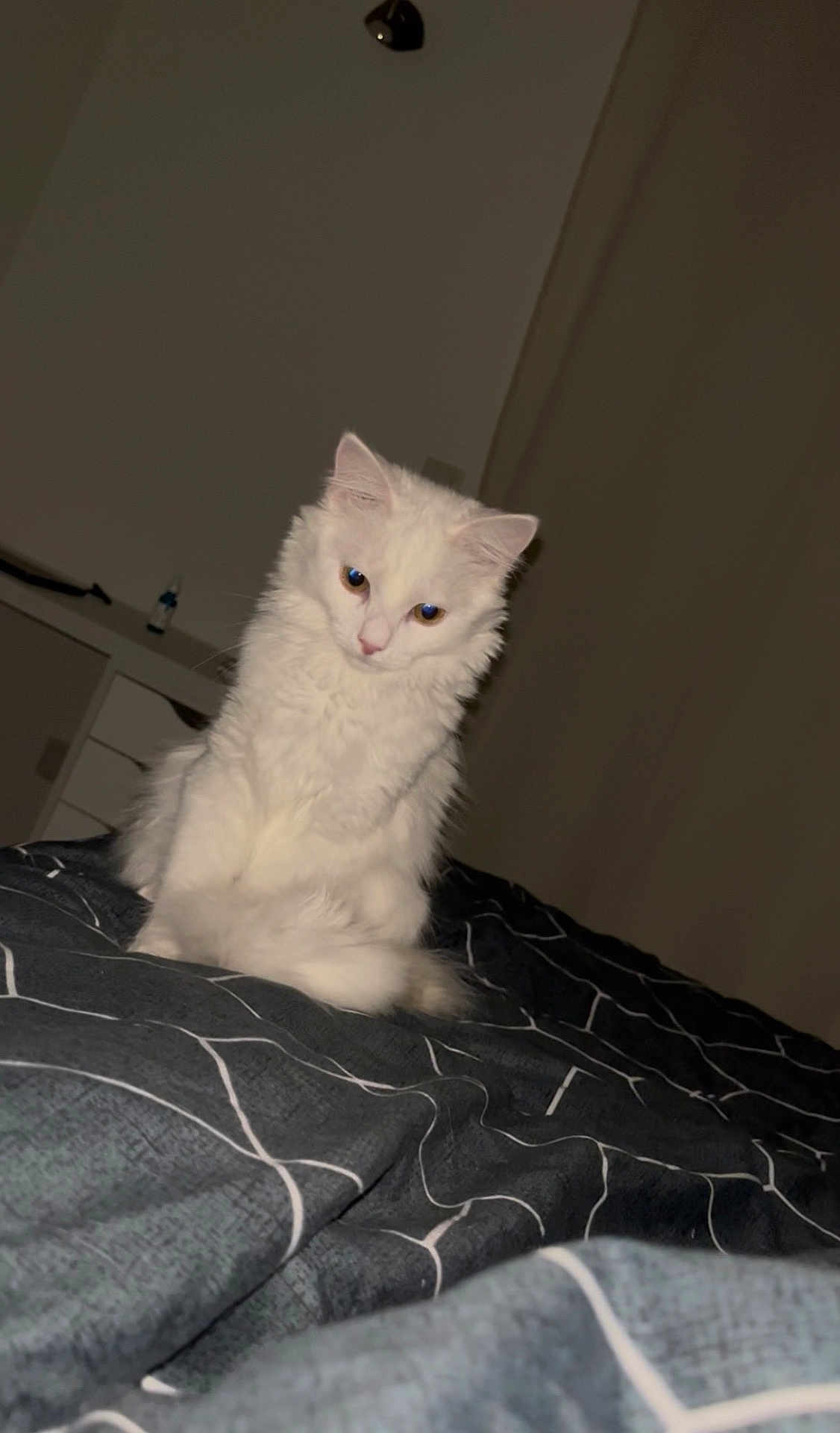 Opale a rejoint le concours — aidez-le/la à gagner de superbes lots ! cat, white_cat, fluffy, indoor, bed, bedspread, pattern, furniture, curious, pet, animal, domestic_animal, cozy, resting, looking_down, room, wall, night, soft_lighting, cute