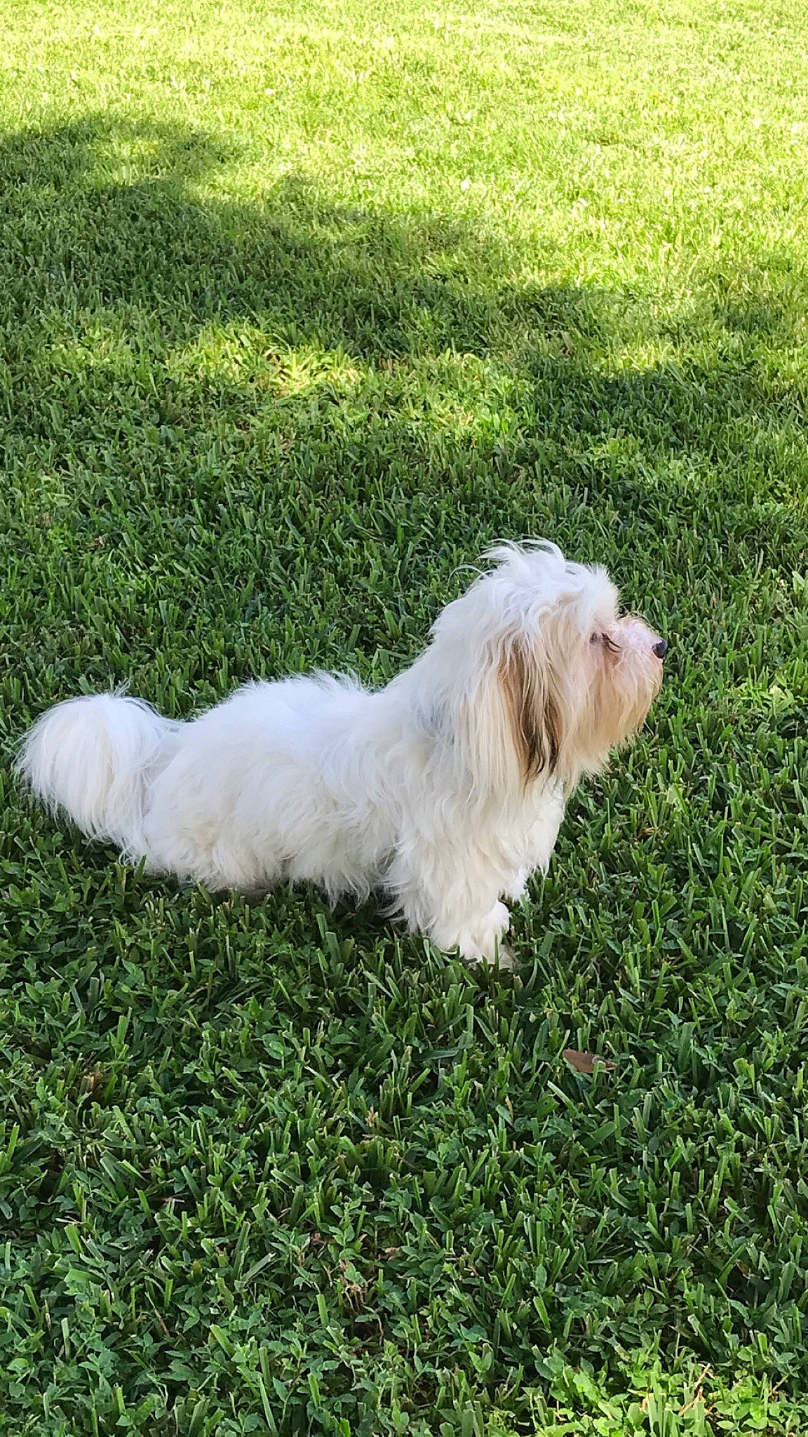 Teddy joined the competition — help win amazing prizes! canidae, carnivore, cockapoo, companion_dog, dog, dog_breed, fur, grass, grassland, groundcover, pasture, plant, shrub, small_terrier, sporting_group, tail, terrier, toy_dog, water_dog, working_animal