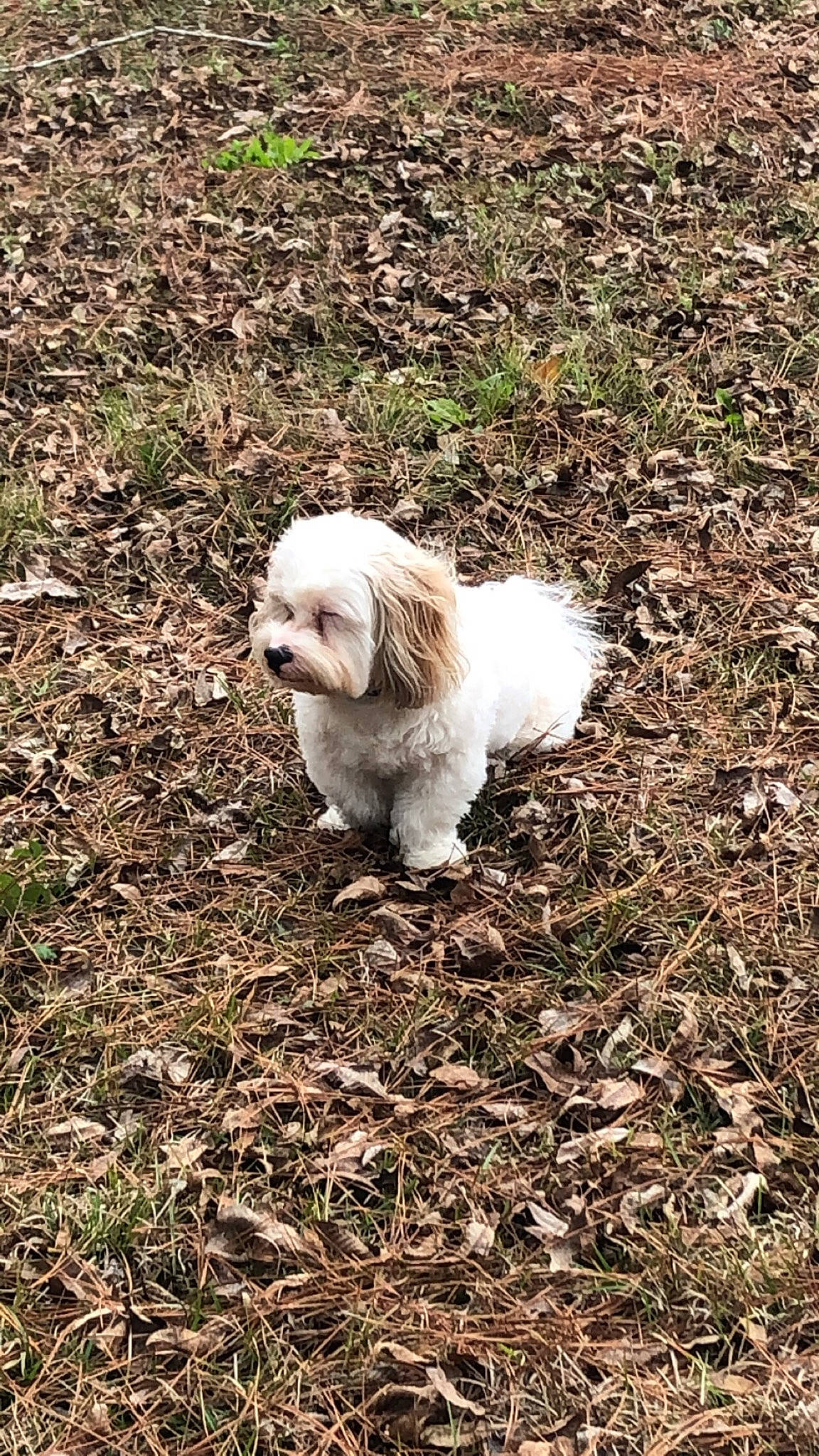 Teddy joined the competition — help win amazing prizes! canidae, carnivore, companion_dog, dog, dog_breed, fawn, fur, grass, liver, maltepoo, shih_tzu, small_terrier, snout, soil, sporting_group, tail, terrestrial_animal, terrier, toy_dog, working_animal