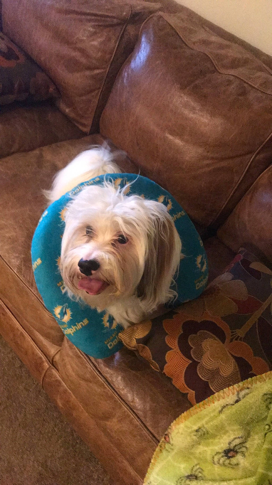 Teddy is registered to the contest to win money with this photo: canidae, carnivore, comfort, companion_dog, couch, dog, dog_breed, dog_supply, flooring, fur, hardwood, liver, sitting, small_terrier, snout, sporting_group, terrier, toy_dog, wood, working_animal