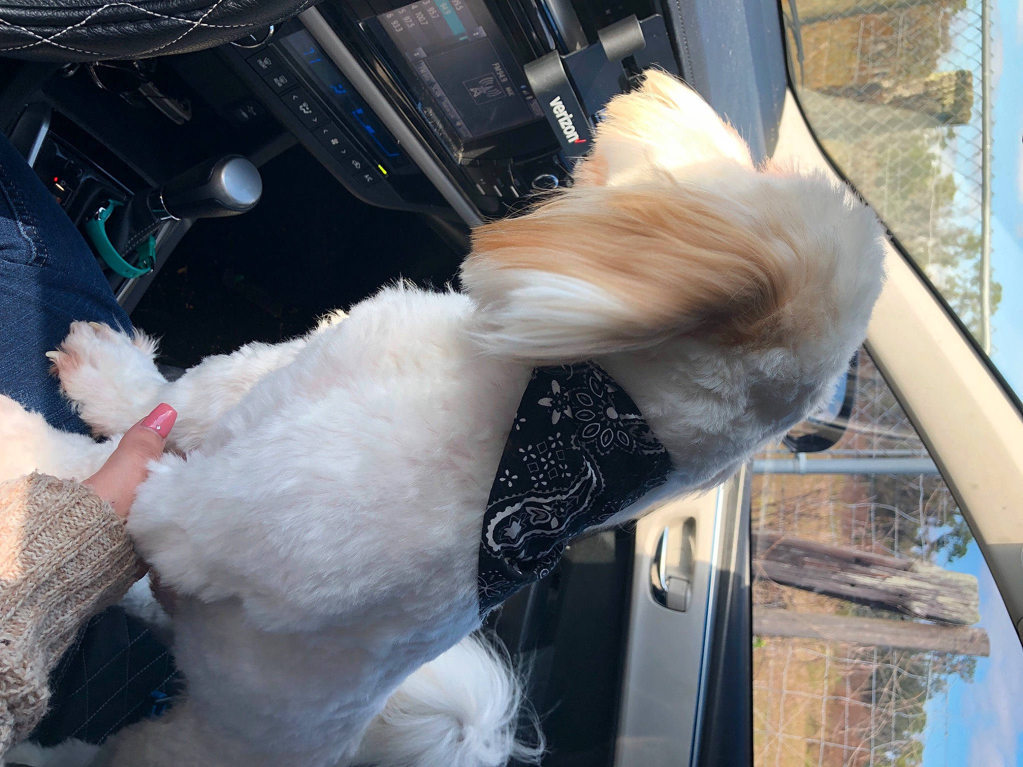Teddy joined the competition — help win amazing prizes! companion_dog, event, fashion_accessory, fawn, feather, felidae, fur, fur_clothing, sporting_group, tail, textile, toy, vehicle_door, white, window, wing, winter
