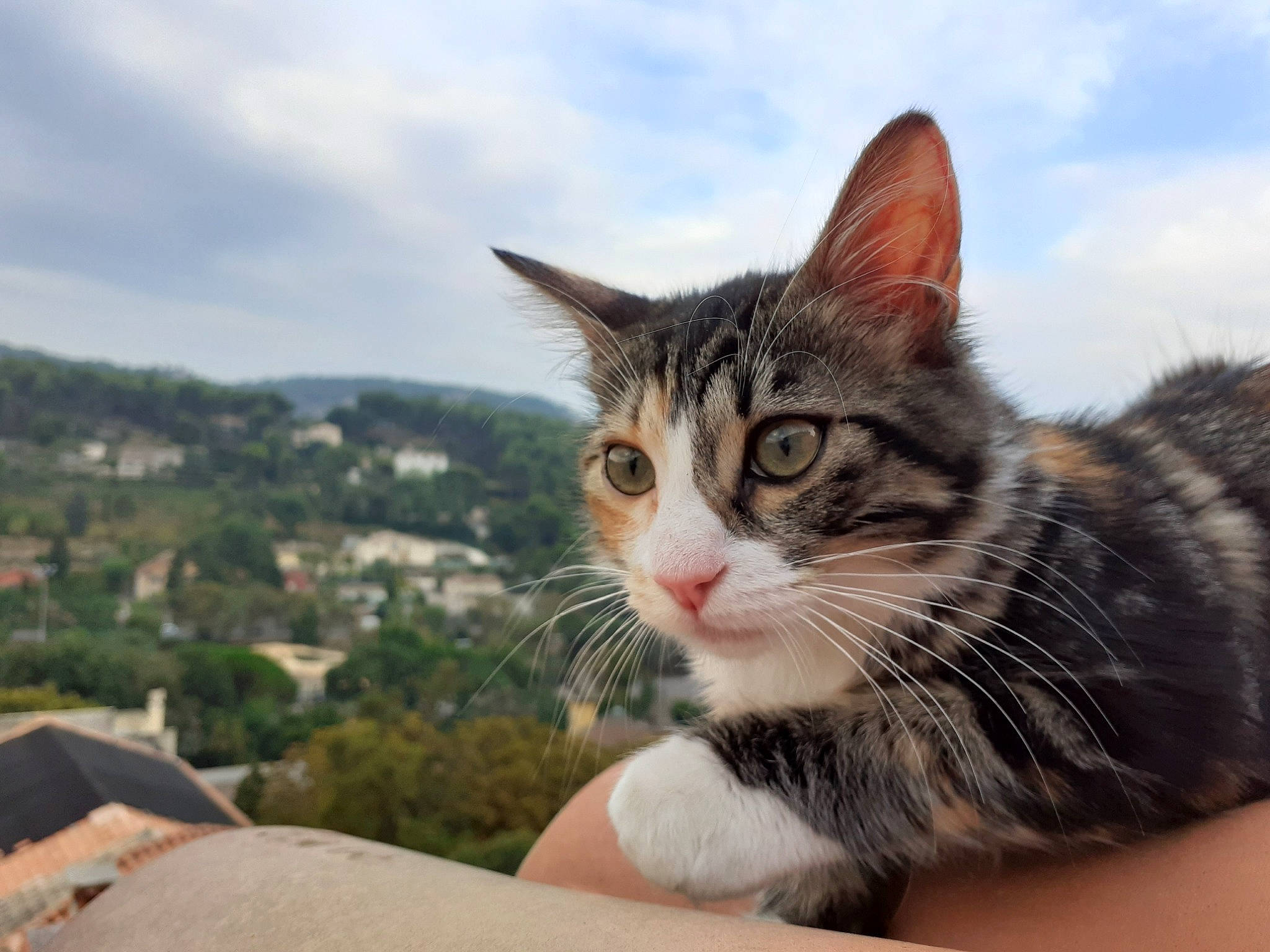 Baboune participe au concours pour gagner de l'argent avec cette photo : aegean_cat, american_shorthair, american_wirehair, asian, carnivore, cat, domestic_short_haired_cat, dragon_li, european_shorthair, felidae, kitten, mammal, polydactyl_cat, small_to_medium_sized_cats, tabby_cat, whiskers