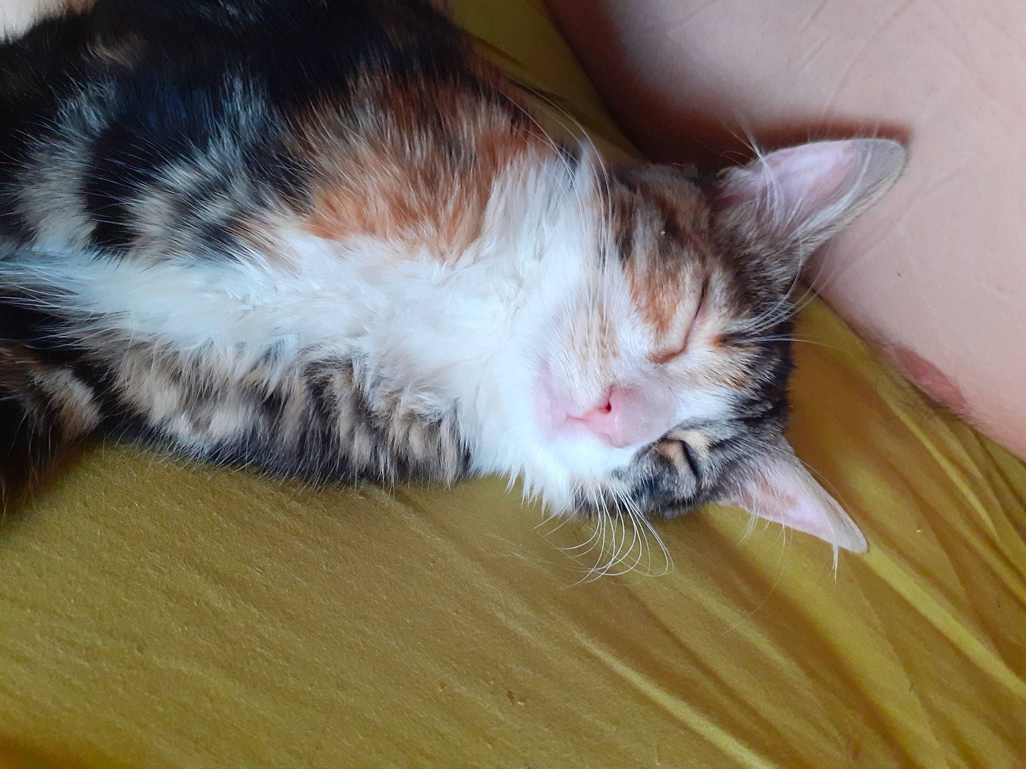 Baboune participe au concours pour gagner de l'argent avec cette photo : aegean_cat, asian, carnivore, cat, claw, domestic_long_haired_cat, domestic_short_haired_cat, european_shorthair, felidae, fur, kitten, mammal, nap, norwegian_forest_cat, small_to_medium_sized_cats, snout, whiskers