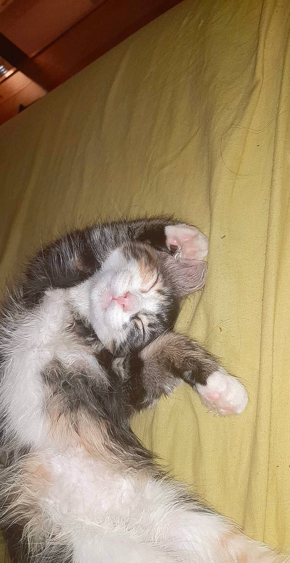 Baboune participe au concours pour gagner de l'argent avec cette photo : carnivore, cat, ear, felidae, fur, kitten, norwegian_forest_cat, paw, polydactyl_cat, small_to_medium_sized_cats, snout, tail, whiskers