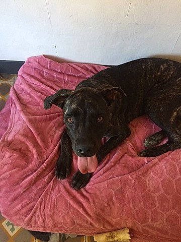 Polia a rejoint le concours — aidez-le/la à gagner de superbes lots ! canidae, carnivore, dog, dog_breed, labrador_retriever, mountain_cur, non_sporting_group, plott_hound, sporting_group