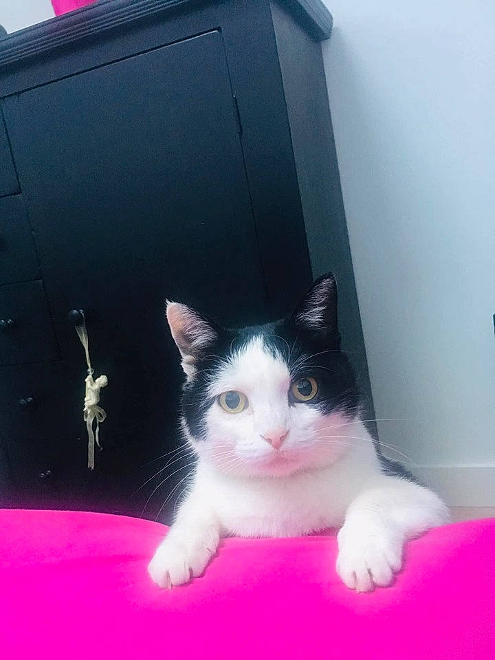 Friska participe au concours pour gagner de l'argent avec cette photo : aegean_cat, carnivore, cat, domestic_short_haired_cat, european_shorthair, fawn, felidae, kitten, mammal, nose, pink, polydactyl_cat, skin, small_to_medium_sized_cats, tail, whiskers