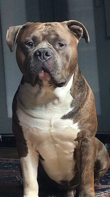 Popcorn a rejoint le concours — aidez-le/la à gagner de superbes lots ! ancient_dog_breeds, bulldog, canidae, carnivore, companion_dog, dog, dog_breed, dog_collar, fawn, molosser, non_sporting_group, old_english_bulldog, snout, sporting_group, terrestrial_animal, whiskers, working_animal, working_dog, wrinkle