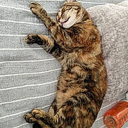Sunnah participe au concours pour gagner de l'argent avec cette photo : cat, tabby, sleeping, resting, feline, paw, striped_fabric, gray, orange_bottle, soft_texture, relaxed, indoor, pet, animal, cute, cozy, fur, whiskers, closeup, napping