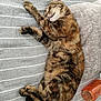 cat, tabby, sleeping, resting, feline, paw, striped_fabric, gray, orange_bottle, soft_texture, relaxed, indoor, pet, animal, cute, cozy, fur, whiskers, closeup, napping