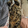 cat, tabby_cat, sleeping, bed, blanket, pillow, furry, pet, cozy, relaxed, indoor, striped_fur, whiskers, resting, cute, domestic_cat, soft_texture, comfort, animal, nap
