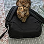 cat, tabby_cat, backpack, blanket, striped_blanket, floral_bedspread, indoor, resting, feline, pet, animal, fur, green_eyes, ears, whiskers, paws, folded_blanket, fabric, bed, relaxed