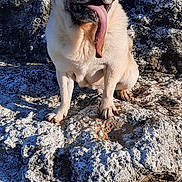 Zoé participe au concours pour gagner de l'argent avec cette photo : animal, bodypart, bulldog, canine, dog, face, frenchbulldog, head, husky, mouth, person, pet, photography, pitbull, portrait, pug, puppy, rock, soil, tongue