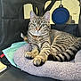 animal, calm, cat, closeup, comfortable, cozy, cute, domestic_animal, feline, fluffy, green_eyes, indoor, looking_at_camera, pet_bed, pet_carrier, relaxed, resting, soft_texture, striped_fur, tabby_cat