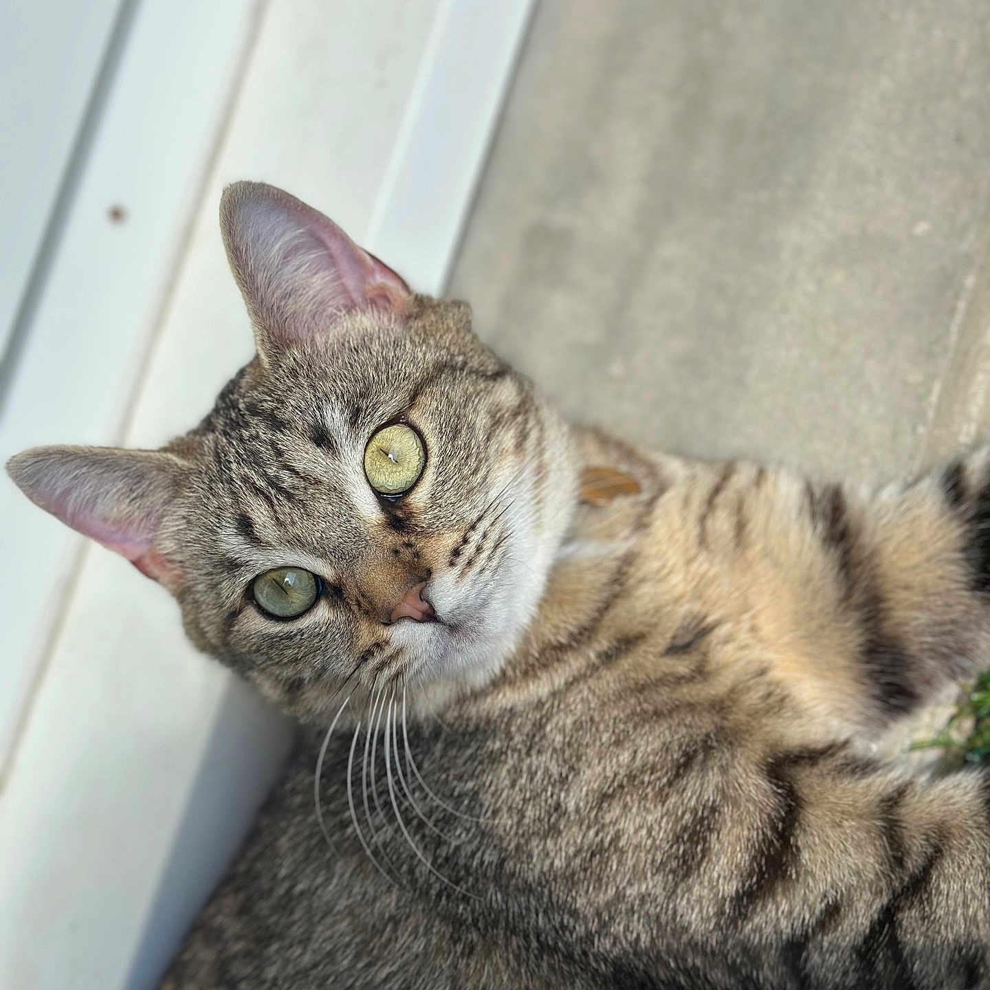 Willow participe au concours pour gagner de l'argent avec cette photo : animal, cat, close_up, concrete, curious, ears, face, fur, green_eyes, mammal, natural_light, nose, outdoor, pet, relaxed, resting, striped_fur, tabby_cat, wall, whiskers