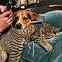 animal, blanket, cat, closeup, companion, couch, cozy, dog, domestic_animal, fur, indoor, person_hand, pet, relaxed, resting, sleepy, smartphone, soft_texture, striped, tabby_cat