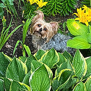 Sam Elliot joined the competition — help win amazing prizes! adorable, animal, bushes, curious, cute, dog, flora, fur, garden, green_leaves, head_tilt, lilies, nature, outdoor, pet, plants, small_dog, spring, summer, yellow_flowers