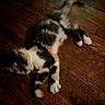 Kahlua is registered to the contest to win money with this photo: kitten, cat, wooden_floor, pet, animal, playful, fur, white_paws, black_and_white, motion_blur, indoor, flooring, domestic_animal, cute, small, young_cat, feline, resting, laying_down, warm_lighting