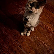 Kahlua is registered to the contest to win money with this photo: cat, pet, animal, feline, whiskers, curious, indoor, wooden_floor, sitting, looking_up, cute, domestic, fur, small, mammal, eyes, ears, paws, companion, adorable