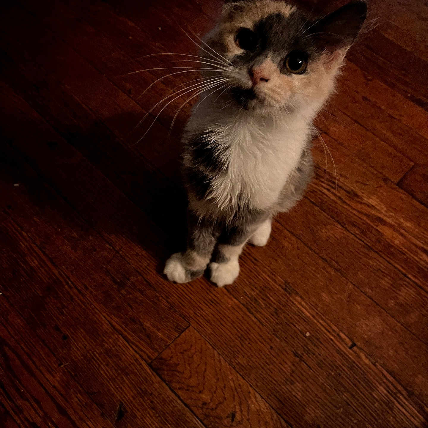 Kahlua is registered to the contest to win money with this photo: cat, pet, animal, feline, whiskers, curious, indoor, wooden_floor, sitting, looking_up, cute, domestic, fur, small, mammal, eyes, ears, paws, companion, adorable