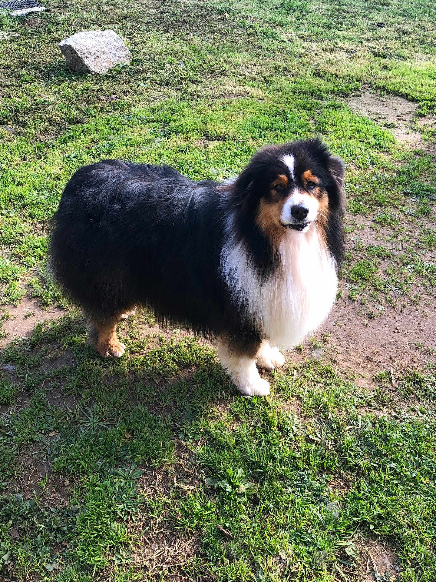 Koda