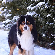 Koda participe au concours pour gagner de l'argent avec cette photo : dog, snow, outdoor, winter, nature, evergreen, tree, animal, fur, tricolor, canine, portrait, standing, snowy_ground, cold, fluffy, pet, winter_climate, background, calm