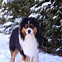 dog, snow, outdoor, winter, nature, evergreen, tree, animal, fur, tricolor, canine, portrait, standing, snowy_ground, cold, fluffy, pet, winter_climate, background, calm